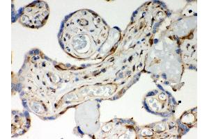 Anti- Optineurin Picoband antibody, IHC(P) IHC(P): Human Placenta Tissue (OPTN 抗体  (AA 241-577))