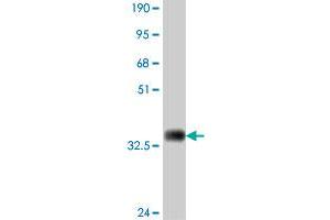 Western Blot detection against Immunogen (35. (LRP8 抗体  (AA 83-170))
