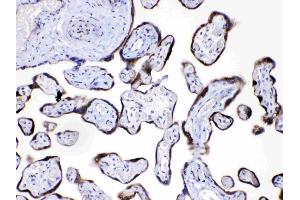 Angiopoietin-2 was detected in paraffin-embedded sections of human placenta tissues using rabbit anti- Angiopoietin-2 Antigen Affinity purified polyclonal antibody (Catalog # ) at 1 µg/mL. (Angiopoietin 2 抗体  (AA 180-283))