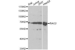 Western blot analysis of extracts of various cell lines, using RAG2 antibody (ABIN5973278) at 1/1000 dilution. (RAG2 抗体)