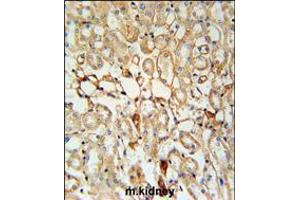 KCNV1 Antibody immunohistochemistry analysis in formalin fixed and paraffin embedded mouse kidney tissue followed by peroxidase conjugation of the secondary antibody and DAB staining. (KCNV1 抗体  (N-Term))
