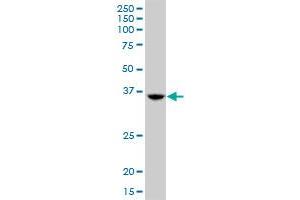 TSEN34 MaxPab polyclonal antibody. (TSEN34 抗体  (AA 1-390))