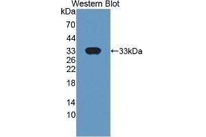 Western Blotting (WB) image for anti-Basigin (Ok Blood Group) (BSG) (AA 59-321) antibody (ABIN1862446) (CD147 抗体  (AA 59-321))