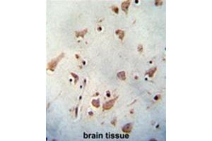 WDR48 antibody (C-term) immunohistochemistry analysis in formalin fixed and paraffin embedded human brain tissue followed by peroxidase conjugation of the secondary antibody and DAB staining. (WDR48 抗体  (C-Term))