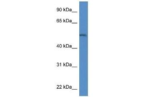 Western Blot showing Arsb antibody used at a concentration of 1. (Arylsulfatase B 抗体  (Middle Region))