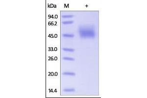 Human B7-2, His Tag on SDS-PAGE under reducing (R) condition. (CD86 Protein (CD86) (AA 26-247) (His tag))