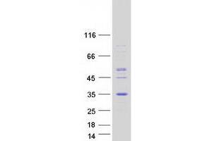 Western Blotting (WB) image for Microfibrillar Associated Protein 2 (MFAP2) (Transcript Variant 1) protein (Myc-DYKDDDDK Tag) (ABIN2725902)