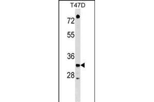 TSFM Antibody (C-term) (ABIN1536949 and ABIN2848575) western blot analysis in T47D cell line lysates (35 μg/lane). (TSFM 抗体  (C-Term))