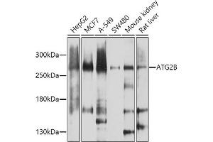 Western blot analysis of extracts of various cell lines, using B antibody (ABIN6133272, ABIN6137254, ABIN6137255 and ABIN6224581) at 1:1000 dilution. (ATG2B 抗体  (AA 1360-1600))