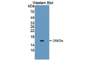 Western Blotting (WB) image for anti-Carcinoembryonic Antigen-Related Cell Adhesion Molecule 6 (CEACAM6) (AA 35-142) antibody (ABIN1867173) (CEACAM6 抗体  (AA 35-142))