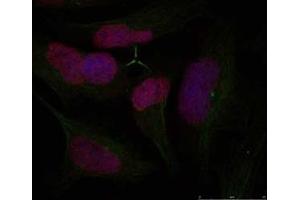 Image no. 1 for anti-H2A Histone Family, Member X (H2AFX) (Ser139) antibody (ABIN197525) (H2AFX 抗体  (Ser139))