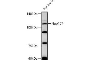Western blot analysis of extracts of Rat brain, using Nup107 antibody (ABIN7269039) at 1:500 dilution. (NUP107 抗体)