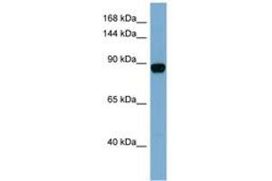 Image no. 1 for anti-CAS1 Domain Containing 1 (CASD1) (N-Term) antibody (ABIN6741823) (CASD1 抗体  (N-Term))