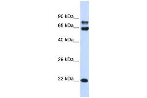 Western Blotting (WB) image for anti-Protein Phosphatase 2, Regulatory Subunit A, alpha (PPP2R1A) antibody (ABIN2459979) (PPP2R1A 抗体)