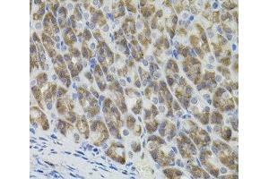 Immunohistochemistry of paraffin-embedded Mouse stomach using MARVELD2 Polyclonal Antibody (Tricellulin 抗体)