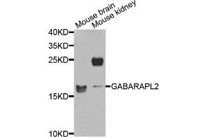 Western blot analysis of extracts of mouse brain and mouse kidney cells, using GABARAPL2 antibody. (GABARAPL2 抗体)
