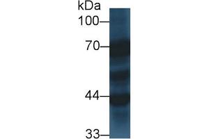 Western Blotting (WB) image for anti-Synaptotagmin I (SYT1) (AA 136-422) antibody (ABIN7444403)