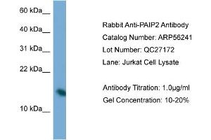 Western Blotting (WB) image for anti-Poly Binding Protein Interacting Protein 2 (PAIP2) (N-Term) antibody (ABIN2786594)