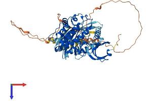 CAMKII gamma Protein (AA 1-558) (His tag)
