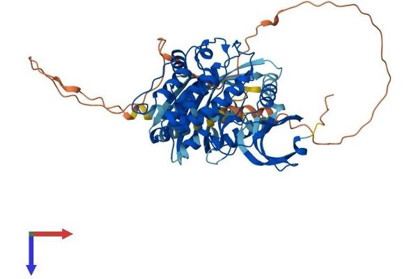CAMKII gamma Protein (AA 1-558) (His tag)
