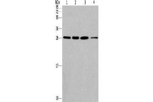 Western Blotting (WB) image for anti-Endoplasmic Reticulum Protein 29 (ERP29) antibody (ABIN2434607) (ERP29 抗体)