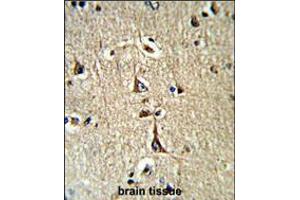 Formalin-fixed and paraffin-embedded human brain tissue reacted with GPD1 Antibody (N-term), which was peroxidase-conjugated to the secondary antibody, followed by DAB staining. (GPD1 抗体  (N-Term))
