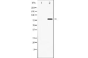 Western blot analysis of PKC zeta phosphorylation expression in PMA treated COS7 whole cell lysates,The lane on the left is treated with the antigen-specific peptide. (PKC zeta 抗体  (pThr560))