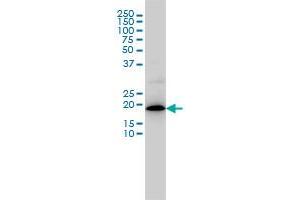 Western Blotting (WB) image for anti-Mitochondrial Ribosomal Protein L12 (MRPL12) (AA 1-199) antibody (ABIN598585) (MRPL12 抗体  (AA 1-199))