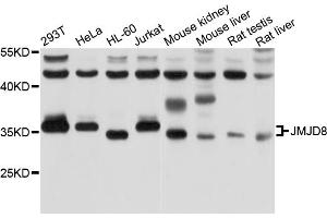 Western blot analysis of extracts of various cell lines, using JMJD8 antibody. (JMJD8 抗体)