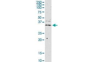JAM2 monoclonal antibody (M01), clone 1G4. (JAM2 抗体  (AA 29-298))