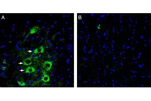 Expression of GPR97 in rat spinal cord.