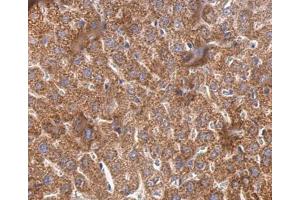 IHC-P Image Cyclophilin 40 antibody detects Cyclophilin 40 protein at cytosol on mouse liver by immunohistochemical analysis.