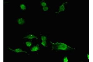 Immunofluorescence (IF) image for anti-Acylphosphatase 2, Muscle Type (Acyp2) (AA 28-87) antibody (ABIN7143262)