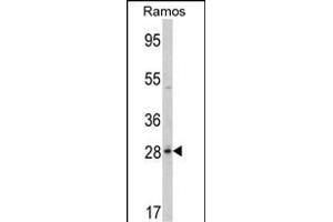 Western blot analysis of PGLS Antibody (C-term) (ABIN389482 and ABIN2839542) in Ramos cell line lysates (35 μg/lane). (PGLS 抗体  (C-Term))