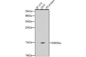 Western blot analysis of extracts of various cell lines using Acetyl-Histone H3-K56 Polyclonal Antibody at dilution of 1:1000. (Histone 3 抗体  (acLys56))