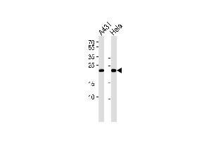 Western blot analysis of lysates from A431,Hela cell line (from left to right),using TCTP Antibody (ABIN484235 and ABIN1533616). (TPT1 抗体)