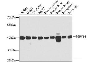 Western blot analysis of extracts of various cell lines using P2RY14 Polyclonal Antibody at dilution of 1:1000. (P2RY14 抗体)