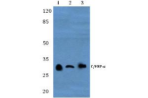 Western blot (WB) analysis of C/EBP-α antibody at 1/500 dilution (CEBPA 抗体)