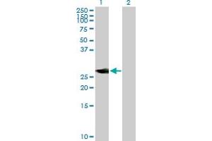 Western Blot analysis of NEUROD4 expression in transfected 293T cell line by NEUROD4 MaxPab polyclonal antibody. (NEUROD4 抗体  (AA 1-255))
