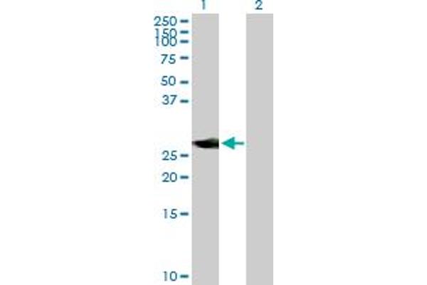 NEUROD4 antibody  (AA 1-255)