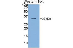 Western blot analysis of the recombinant protein. (NUP88 抗体  (AA 159-422))