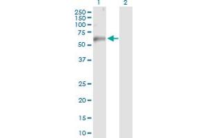 Western Blot analysis of TRAF6 expression in transfected 293T cell line by TRAF6 MaxPab polyclonal antibody. (TRAF6 抗体  (AA 1-522))