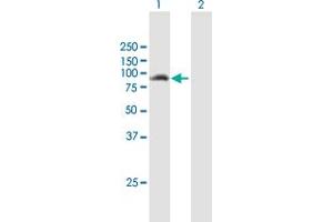 Western Blot analysis of ANKMY1 expression in transfected 293T cell line by ANKMY1 MaxPab polyclonal antibody. (ANKMY1 抗体  (AA 1-720))