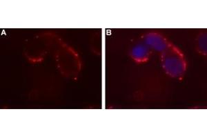 Expression of Ghrelin receptor in human SH-SY5Y cell lineCell surface detection of Ghrelin receptor in intact living human neuroblastoma (SH-SY5Y) cells.