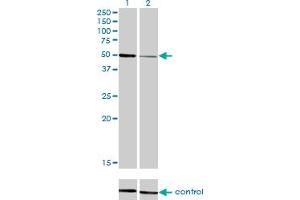 Western blot analysis of HNF4A over-expressed 293 cell line, cotransfected with HNF4A Validated Chimera RNAi (Lane 2) or non-transfected control (Lane 1). (HNF4A 抗体  (AA 324-423))