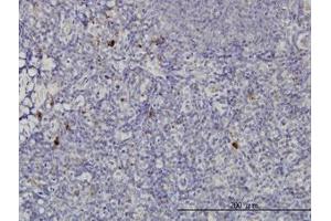 Image no. 1 for anti-NFKB Inhibitor Interacting Ras-Like 2 (NKIRAS2) (AA 1-192) antibody (ABIN599224) (NKIRAS2 抗体  (AA 1-192))