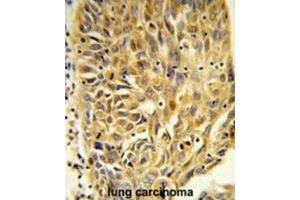 Immunohistochemistry (IHC) image for anti-Heat Shock 70kDa Protein 7 (HSP70B) (HSPA7) antibody (ABIN3003895) (HSPA7 抗体)