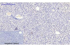 Immunohistochemical analysis of paraffin-embedded mouse liver tissue.