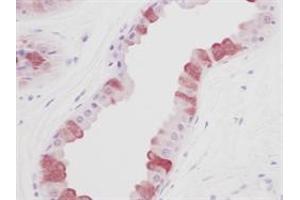 Image no. 1 for anti-Epidermal Growth Factor (EGF) (Extracellular Domain) antibody (ABIN205919) (EGF 抗体  (Extracellular Domain))