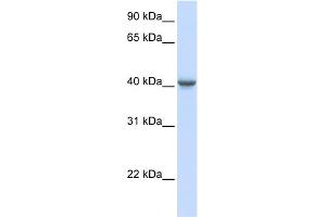 WB Suggested Anti-GABRA1 Antibody Titration:  0. (GABRA1 抗体  (Middle Region))